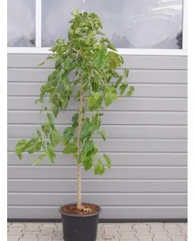 Hænge-Morbær